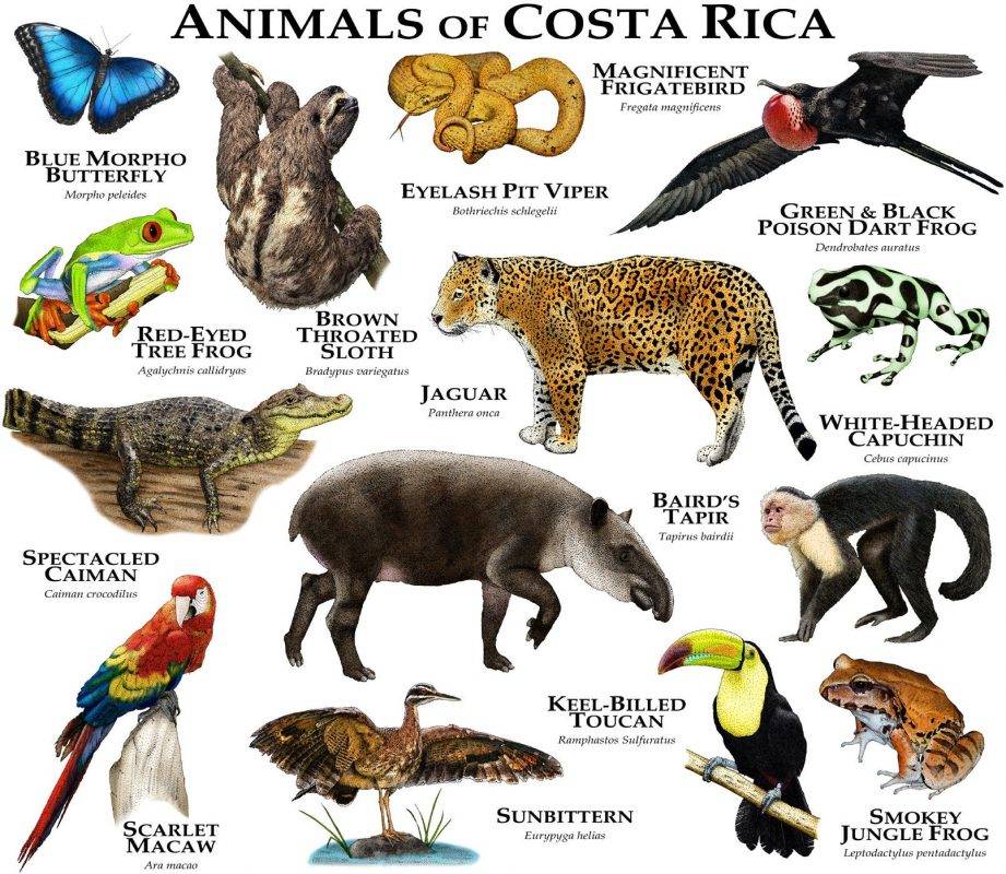 Animals Of Costa Rica Print – Poster | Canvas Wall Art Print - Jenifer Shop