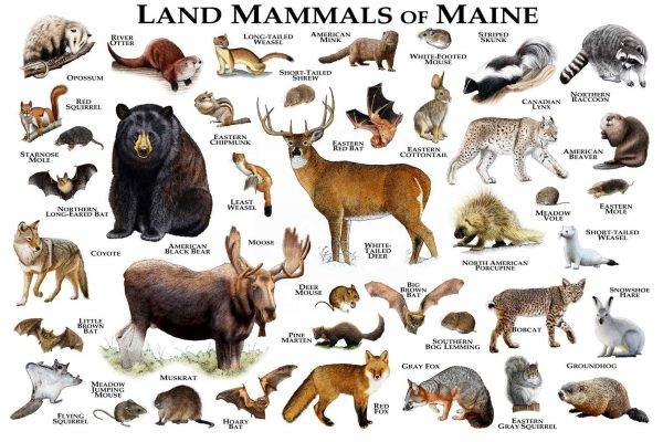 Mammals Of Maine Print - Maine Mammals Field Guide - Animals Of Maine