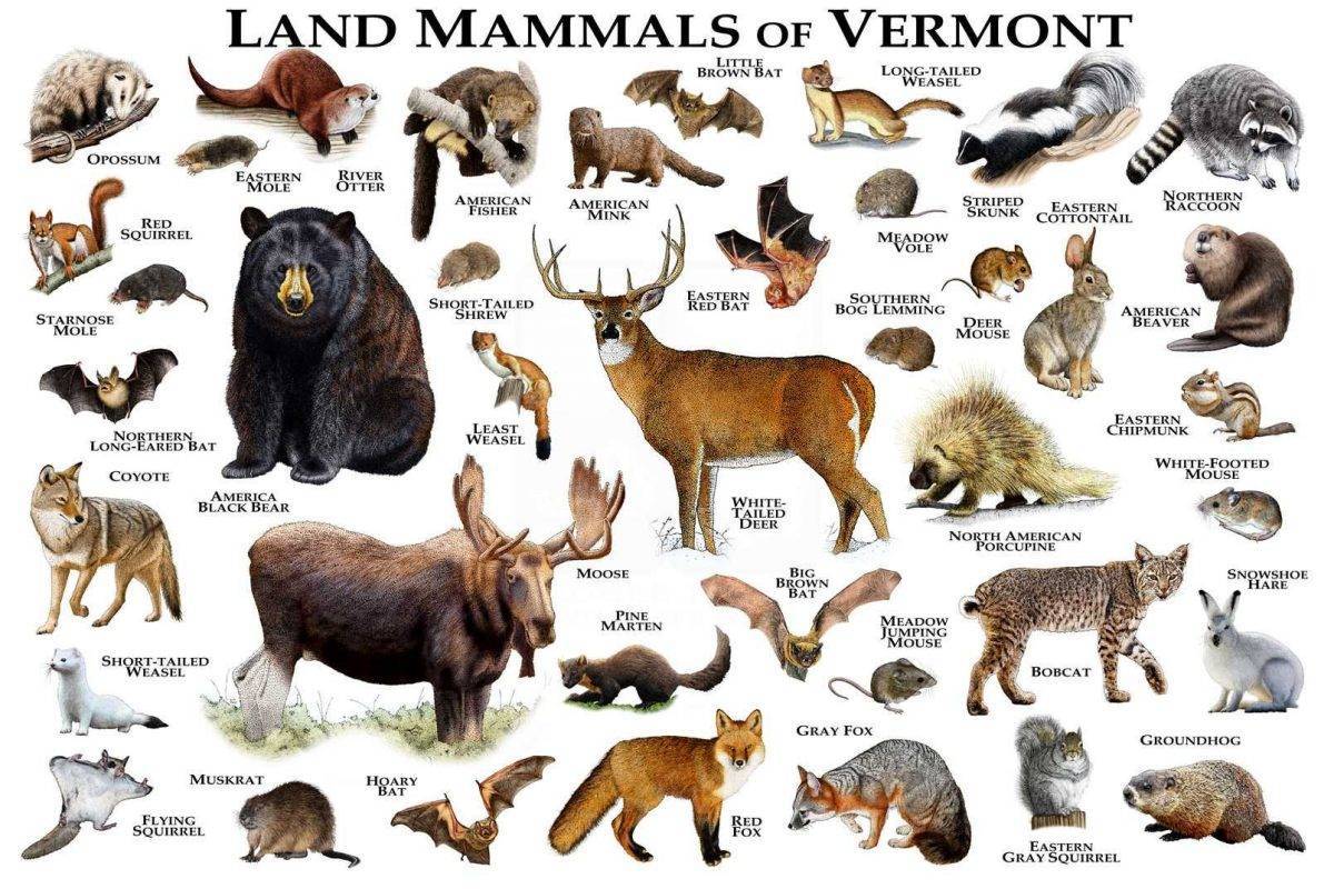 Mammals Of Vermont Print - Vermont Mammals Field Guide - Animals Of ...