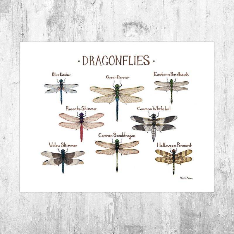 Dragonflies Field Guide Art Print Insect Collection Nature Print Dragonfly Art Poster 
